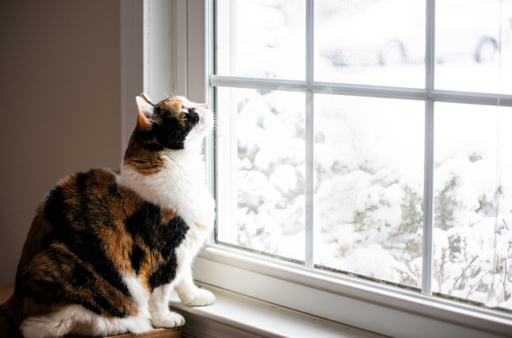 8 ways to tell if you need replacement windows